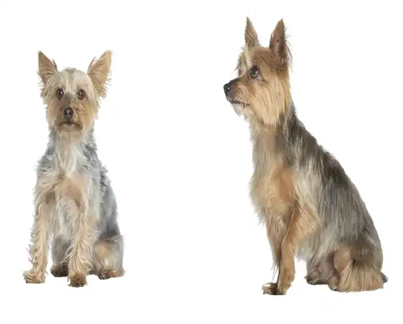 Animals-Fur & Hair Masking-white-background I will do vector tracing; vectorize; redraw convert image to vector; I will do photoshop background removal service within 24 hours + adobe image editing + photo retouching + editing & retouching + image retouchinphotoshop retoching + ultimate photos background removal + edit your image in photoshop 12h + professional photoshop job in quick time + photoshop editing fast +; remove background up to 220 images from 4 to 24 hrs + any photoshop editing in 24 hrs + remove or change any; background; professionally + any photoshop editing; professionally +; professionally remove background image with write or transparent + photoshop editing work professionally +; background removal professionally any images quickly; Amazon product photography +; background change + solid steel color + removing + adding people +; objects + effects +; background adjusting color + photo; retouching + facial; retouching + body; retouching + slim body / muscle enhancement +; portrait; retouching +; profile photo + makeup editing + fashion beauty photo editing + amazon / ebay products editing + social media covers + color correction + merge photos + advanced facial + skin; retouching + softering + removing wrinkles & blemishes + change eyes color + product; retouching + digital enhancing + skin smoothing + photoshop editing + enhancement + white; background + png image; + jpeg image + background remover image; + background changing +; changing background + text + html + remove background image or products + family photography + background color + color background + freelance photoshop + freelance image + editing image + editing photo + photo editing + g + retouching services + photoshop retouching + musking + image color correction + photo color correction + image shadow + photo shadow + image musking + picture + photo musking + remodel photo background + beauty + photo manipulation + manipulation + image manipulation + jpg file + clipping-multi path + visiting +; image clipping-multi path + photo clipping-multi path + image size reduce + image cropping + adding objects background +; natural shadow clipping path + retouch + image resizing + retouching with realistic perfect skin + fashion correction + whitening teeth + body shaping + adjusting posture + enhancing + adjusting color + lightening contrast +; photo manipulation + professionally; editing +; retoching + image enhancing background removing + background changing + background removal + transparent background + png + jpeg + image resizing + product photography + photoshop editing + image editing + image to vector + vector illustration + image to vector + cut out images + cut out photo + photography + photography logo + amazon photography + product photography backdrop + remove background + remove background 20 photos + backgroundadd + transparent background + background remove + background beats + background add + image editing + image to vector + cut out images + stock images + powerpoint image editing; #vector #vector traching #vector_conversion #fiverr #upwork #free #sex #good #Sample #Vector_sample #vector tracing #vector_art #vector_portrait #vector_logo #image_to_vector #vector_illustration #vector_face #png_to_vector #flat_vector_illustration #image_to_vector #convert_to_vector #raster_to_vector #vector_tracing #vector_trace #vector_logo #vector_art #vector_tracing #raster_to_vector #image_to_vector #manual_vector_tracing #convert_to_vector #vector_art #vector_logo #vector_art_work #youtube_banner #video #twitter; #background_removal #remove_background #background_art #white_background #background_design #photo_background_removal #change_background #background_removal #photo_background_removal #white_background #change_background #cut_out_background #image_background_removal #clipping_path #remove_background #object_remove #background_removal #remove_people #remove_person_background #remove_image #background removal #object_removal #photo_background_removal #remove_background #photoshop_editing #background #malware_removal #background_removal #white_background #remove_background #photo_background_removal #cut_out_background #image_background_removal #photo_editing #clipping_path_service #background_removal #white_background #cut_out images #cut_out #cut_out_background #change_background #nft #png #pdf #jpg_to_word #nft_art #background_removal #transparent #hair_masking #image_masking #background_removal #neck_joint #clipping_path #shadow #rotoscoping; #drop_shadow #natural_shadow #reflection_shadow #background_removal #clipping_path #color_change #white_background #background_removal #product_photo_editing; #jewelry_retouch #amazon_product_editing #cut_out_images #clipping_path #retouch_photo #beauty_retouch #skin_retouch #portrait_retouch #headshot_retouch #jewelry_retouch #product_retouch #skin_retouch #portrait_retouch #headshot_retouch #retouch_photo #beauty_retouching #skin_retouching #photo_retouching; #color_change #color_grading #photo_color_change #color_changing #color_gradere #color #photo_editing #color_correction #color_changing #color_grading #photo_editing #recolor #photo_retouching #color_grade; #amazon_product_editing #product_image_editing #product_photo_retouching #photoshop_editing #background_removal #wedding_photo_editing #image_editing; #undertale #photoshop_editing #wedding_photo_editing #video_editing #product_photo_editing #photo_retouching #lightroom_editing; #photoshop_editing #adobe_photoshop #photo_editing #photoshop_background #photoshop_work #photoshop_retouching #photoshop_design #photo_editing #image_editing #photoshop_retouching #photoshop_work #adobe_photoshop #background_removal #photo_retouching; #Fiverr #Upwork #Google #Linkin #SEO #Path #photoedit #rmove #towhidul_ #Freeluncer #Kwork #backlink #sexphoto #best_sample #youtube #work #free_photo_edit; I will do 100 photos background removal in 24 hours.; I will remove background 25 images with white or transparent; I will do professional photo editing and background removal in; I will resize bulk images retouch and background remove; I will do 100 photos background removal; I will remove or replace background from photos; I will background removal 20 images 3 hr quickly delivery; I will do 50 to 500 photos background removal and crop image; I will background removal or cut out images professionally; I will do background removal clipping path photoshop editing.; I will do 100 images background removal and fast delivery; I will professionally remove green screen background from photos; I will do car photo editing and automotive image background; I will do editing and background removal for amazon; ebay product; I will cut out images or remove background removal; I will do photoshop image editing and photo background removal; I will remove background from image; I will do background removal 200 photos professionally; I will do 100 images background removal within 24 hours; I will professionally remove green screen background in photoshop; I will remove background image professionally; I will do background removal; clipping path; and photoshop editing; I will design amazon ebay etc product; background remove for; I will do photo retouching and background removal in photoshop; I will do photoshop edits; face swap; remove background; image; I will photo edit; background remove; I will do quickly any background removal; product retouching; photo; I will remove background noise or do noise reduction; I will do remove background 100 photos; I will cut out images; cut out background 200 image; remove fast; I will remove green screen and replace background in video or; I will do photoshop background remove; remove images; transparent; I will remove any object and people from images background 24 hours; I will provide an excellent photo background removal service in a day; I will photo background removal cut out image within 24 hours; I will remove or change background of 10 pictures; I will best background removal or cut out images service in photoshop; I will do green screen background removing from photos 24 hours; I will do green screen background removing from photos 24 hours; I will cut out transparent and white background removal 20 images; I will do any 100 background removal or photoshop editing for you; I will repair your audio file and remove the background noise; pops; I will photo background removal; cut out images; remove object; clipping; I will car photo image editing and automotive car background remove; I will 20 images background removal 2 hr and fast delivery; I will remove background of photos with white or black; and add or; I will background remove; white; delete; logo transparent; cut out; I will do bulk photos background removal and web optimize; I will vector tracing in 1 to 2 hours.; I will do vector tracing in 2 hours.; I will perfectly trace logo or image in vector.; I will do vector tracing; line art tracing and redraw logo.; I will do vector tracing or redraw any image.; I will do vector tracing; vectorize; redraw convert image to vector.; I will vector tracing logo; vectorize image; convert to vector.; I will perfectly trace logo or image in vector.; I will do vector tracing or redraw any image.; I will do vector trace or recreate any logo or image within 2 hrs.; I will vector trace any logo or image in 90 minutes professionally.; I will high quality vector tracing restore image high resolution.; I will do vector tracing; vectorize image; convert logo to vector.; I will do vector art; tracing; illustration; and vectorize anything.; I will redraw; vector trace; or recreate your logo or image .; I will vector trace; vectorize; redraw logo convert image to vector.; I will vector trace; vectorise logo or convert image to vectors.; I will do vector tracing; cleanup; vectorize logo; image to vector.; I will vector tracing in 1 to 2 hours.; I will vector trace or redraw your logo or any graphic in vector.; I will vectorize; redraw; trace; recreate your logo or image.; I will convert drawing into digital art; vector tracing logo and image.; I will do vector tracing; line art tracing; and redraw logo.; I will do manual vector tracing; convert logo or text to vector.; I will do manual vector tracing for any image by adobe illustrator.; I will vector tracing; trace; redraw; convert logo to vector.; I will do vector tracing and convert your logo or sketch to vector.; I will convert logo to vector; redraw; vectorize image; do vector tracing.; I will do vector tracing to turn drawing png and jpeg into vector.; I will do vector tracing; redesign logo to ai; eps; svg; png; pdf.; I will do vector tracing convert your logo or sketch to digital art.; I will do vector tracing and redraw any image or logo.; I will convert to vector and vector trace any logo in svg; ai; pdf; cdr.; I will convert image into vector illustration; draw sketch to digital .; I will do vector tracing from sketch; photo; logo or illustration.; I will vector trace anything within 2 hours.; I will vector trace anything within 2 hours.; I will do professional portrait retouching business photo editing.; I will do natural looking portrait retouching and photo editing.; I will do high end jewelry photos retouch looking 3d quality.; I will do natural retouch photo; edit image.; I will do high end magazine quality photo editing and retouching.; I will do beauty photo retouching; makeup skin retouch in photoshop.; I will do professional photo retouch.; I will do high end photo retouching and photo editing.; I will do any photoshop editing and photo retouching in 4 hours.; I will do natural newborn baby retouch and photo edit.; I will retouch and edit your image manipulations and photo .; I will photoshop edit and high end photo retouching.; I will do any photoshop image editing; retouching; manipulation.; I will do fantasy adobe photoshop editing and retouching.; I will do best quality high end retouch your photo.; I will retouch and edit your premium product imagery in photoshop.; I will do high end beauty retouching and advanced retouching.; I will edit or retouch your photo.; I will do ecommerce product photo editing and retouching.; I will edit and retouch your favorite photos.; I will retouch and color correct real estate photos.; I will retouch and colorize your old black and white photos.; I will edit; retouch; or enhance your photos in photoshop.; I will do high end skin; face; portrait and beauty photo image retouching.; I will do professional high end photo retouch.; I will do high end photo retouching and editing.; I will professionally retouch your photos.; I will product photo retouching and editing.; I will perform high end retouching on your photos.; I will do professional portrait retouching business photo beautify.; I will retouch hair and hairdo.; I will product editing; product retouching or any picture editing for .; I will do ghost mannequin or dummy retouch service appropriately.; I will do high end beauty; fashion; portrait retouching.; I will do any photoshop editing retouching photo edit 1 hour.; I will retouching; decluttering photo real estate.; I will do any kinds of photoshop editing and retouching.; I will do body; face slimming; remove double chin and beauty retouch.; I will do bulk images editing resizing and retouch in photoshop.; I will do any photoshop editing and high end retouching for you.; I will do photoshop jewelry image retouching best quality.; I will edit and retouch any product image for amazon or ebay.; I will retouch your photos; skin and color.; I will do professionally high end photo retouching.; I will photoshop editing photo retouching photo editing.; I will retouching; editing; photoshop manipulation for you image.; I will photo retouching for engraving headstone tombstones; tiles.; I will do cinematic color grading and color correction.; I will do color correction; color grading of your video.; I will do professional color correction and color grading in.; I will do color correction and grading to make your video stand.; I will do professional video color grading and color correction.; I will professionally color correct and color grade your film.; I will do professional video color grading and color correction.; I will change color of object product and logo colour replacement.; I will edit redesign redraw color change or fix your logo.; I will professionally change your house color exterior paint rendering.; I will change any color in your images.; I will change color of anything in photoshop fast.; I will perfect pattern add and color change for your clothing editing .; I will change house or wall color; facade paint modernise home.; I will edit logo; redraw; modify; text; color change within 24hrs.; I will change house or wall color; facade paint modernise house.; I will do color change one color to another color image.; I will do color change of anything in using photoshop.; I will do photo hair edit; add hair; change hairstyle; change color.; I will professionally change wall color house exterior repaint.; I will change Color Of Anything In Photoshop.; I will color change of anything very fast in photoshop.; I will professionally photoshop and change your cars color.; I will change color of anything including clothes apparel jewellery.; I will change color of photo; logo; product recolor; and correction.; I will change product color and skin tone in photoshop 24hr.; I will change image background; crop images; color correction etc.; I will color correction and change color for your product photo.; I will color change and color correction from your product photos.; I will color change; convert logo to black and white color.; I will do color change; correction; replace any product; image; logo.; I will remodel house interior; change room color.; I will change the color of any photo or product to any color.; I will color changing of any images in photoshop.; I will change image background and color change.; I will change color of anything in photoshop.; I will change product color or color of anything else in photoshop.; I will change color of a product.; I will do photo retouching; photoshop editing; skin retouch.; I will remove background; change color and edit product pictures.; I will change logo color; font; resolution; raster image to vector.; I will change font; color; text; css of wordpress website.; I will do house exterior remodel change wall color.; I will change color of anything in photoshop super fast delivery.; I will change color of image; product photo; logo; recolor anything.; I will do house renovation; remodel or change wall color.; I will change color of anything with your suggested color.; I will perfectly change house; wall; cabinet; and facade color.; I will do photo color correction; color change in photoshop.; I will change color of anything in photoshop.; I will change color of anything in photoshop within 2hrs.; I will do color correction and pattern change of your photo.; I will professionally change color material edit exterior interior house.; I will change house color; wall or house interior exterior color.; I will change logo image color; font; resolution; size; background.; I will 46 deep probing shadow work journaling prompts.; I will do product photo; image editing; reflection; shadow for.; I will do white background with natural shadow.; I will provide background removal and create reflection shadow.; I will do reflection or natural shadow of products photos.; I will remove harsh shadows and highlights in photoshop.; I will do remove background with creating shadow from vehicle or car.; I will images with white background with shadow for amazon; ebay.; I will do car photo edit cutout images and drop shadow.; I will remove background add a natural drop shadow under a vehicle.; I will background removal and create natural drop shadow or reflection.; I will do deep etch background remove; shadow and retouching.; I will automotive; vehicle; car photos reflection shadow.; I will edit dealer images; automotive background remove; car reflection.; I will do object remove add drop shadow 5 images.; I will do furniture retouching and shadow.; I will do background remove; color change; shadow effects.; I will remove background and add shadow or reflection; retouching on.; I will make white background with natural shadow effect.; I will drop shadow; photo mask; image masking; clipping path; png.; I will do cut out; ghost mannequin; color adjust; shadow or retouch.; I will cut out background removal clipping path and shadow.; I will change background resize recolor edit shadow reflection and.; I will remove background or shadow from face asap.; I will reflection or natural shadow of images.; I will do background removed; create shadow reflection from a.; I will make t shirt transparent color change; with lights; shadows.; I will do photoshop shadow creation services like drop; natural; and.; I will do furniture photo edit cut out with shadow.; I will do photos background remove; reflection shadow.; I will do image background remove; edit; transparent; change; hair.; I will do background removal clipping path and shadow.; I will do fast and accurate background removal with shadow.; I will professional face shadow remove and fix background shadow.; I will do car image editing; automotive car background replace.; I will sketch your ideas using light and shadow.; I will do create drop shadow and any photoshop editing.; I will remove background and add a shadow or reflection of 5 images.; I will read your shadow side with a shadow tarot deck.; I will draw shadows and dark figures.; I will clean background and image cutout and create natural shadow.; I will ecommerce product; shadow; isolate images from the.; I will create solar analysis and shadow studies.; I will create lyric videos like 7clouds; unique vibes; shadow music.