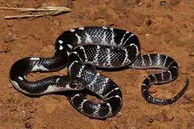 কালাচ সাপ কী