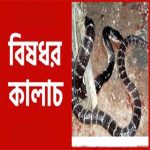 কালাচ সাপ black krait snake Bangladesh venomous neurotoxic dangerous snake guide