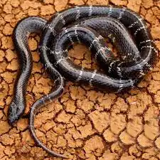 black krait snake Bangladesh