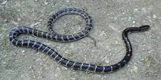 কালাচ সাপ