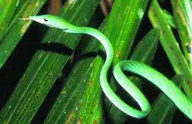 সাপ সরীসৃপ প্রাণী snake wildlife nature venomous non venomous