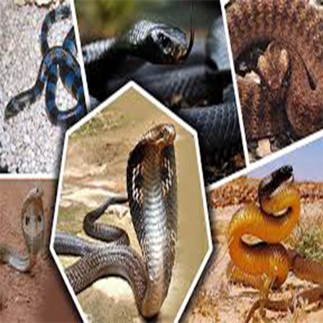 সাপ – প্রকারভেদ, বৈশিষ্ট্য, বিষাক্ততা