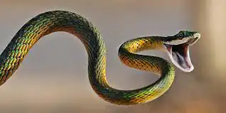 স্বপ্নে সাপ দেখলে কি হয়